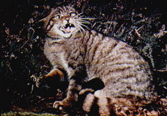 Chat forestier d'europe en position d'attaque