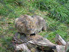 Chat forestier d'europe au repos