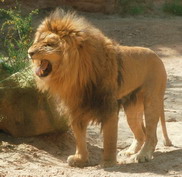 Lion rugissant