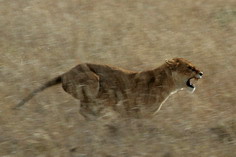 Lionne en pleine course