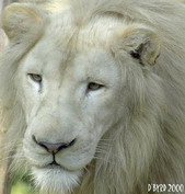 Magnifique Lion blanc