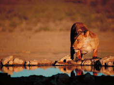 Lionne s'hydratant
