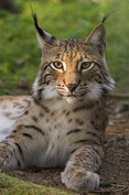 Lynx d'eurasie au repos