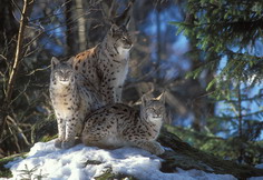 Famille de Lynx d'eurasie
