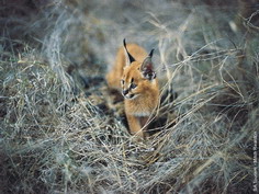 Jeune Caracal explorant son environnement