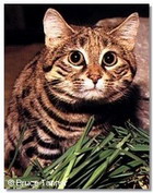 Chat  pieds noirs vu de face