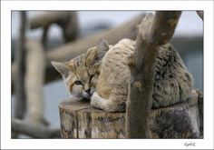 chat des sables se reposant