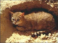Chat sauvage d'Afrique dans son terrier