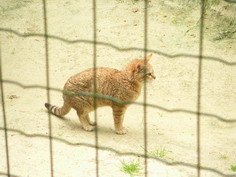 Chat sauvage d'Afrique en captivit