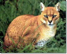Chat dor africain vu de face