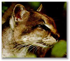 Gros plan sur un Chat dor africain