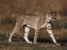Gupard africain