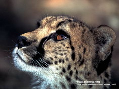 Gupard vu de face
