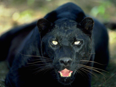 Lopard entirement noir