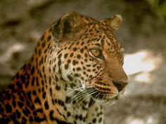 Lopard vu de face