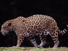 Lopard en entier