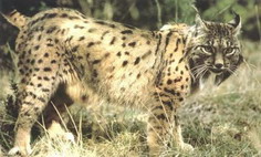 Lynx d'espagne de profil