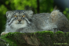 Manul au repos