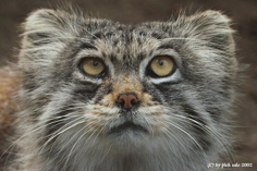 Manul en gros plan