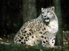 panthre des neiges