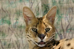 Serval vu de face