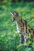 Bb Serval