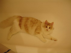 Milla, 11 mois, chatte angora dans la baignoire